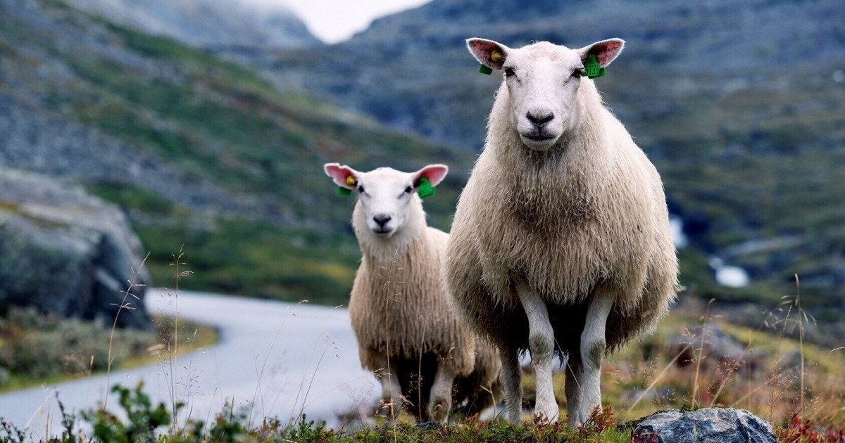 to sauer på fjellet