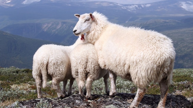 Sauer på fjellet